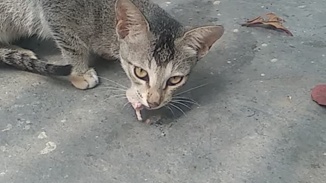 Cute cat funny reaction 🤣 while eating.part 2