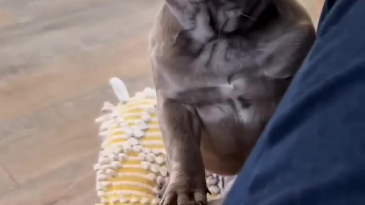 Funny Animals Shorts Part 5