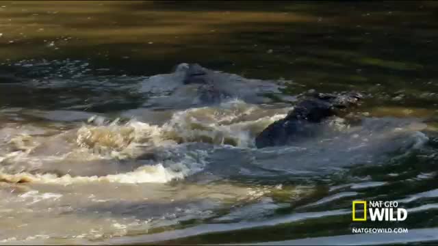 Male Croc Mating Dance - Mother Croc_Cut.mp4