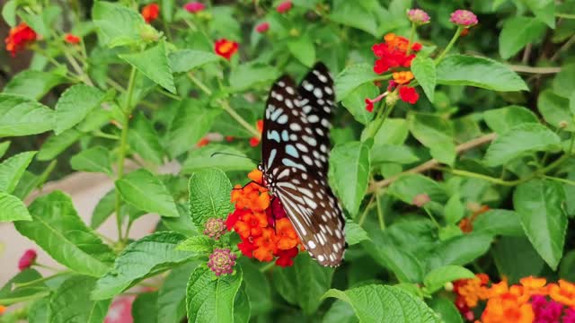 wild flowers and a butterfly