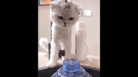 Funny cat accident..cute cat