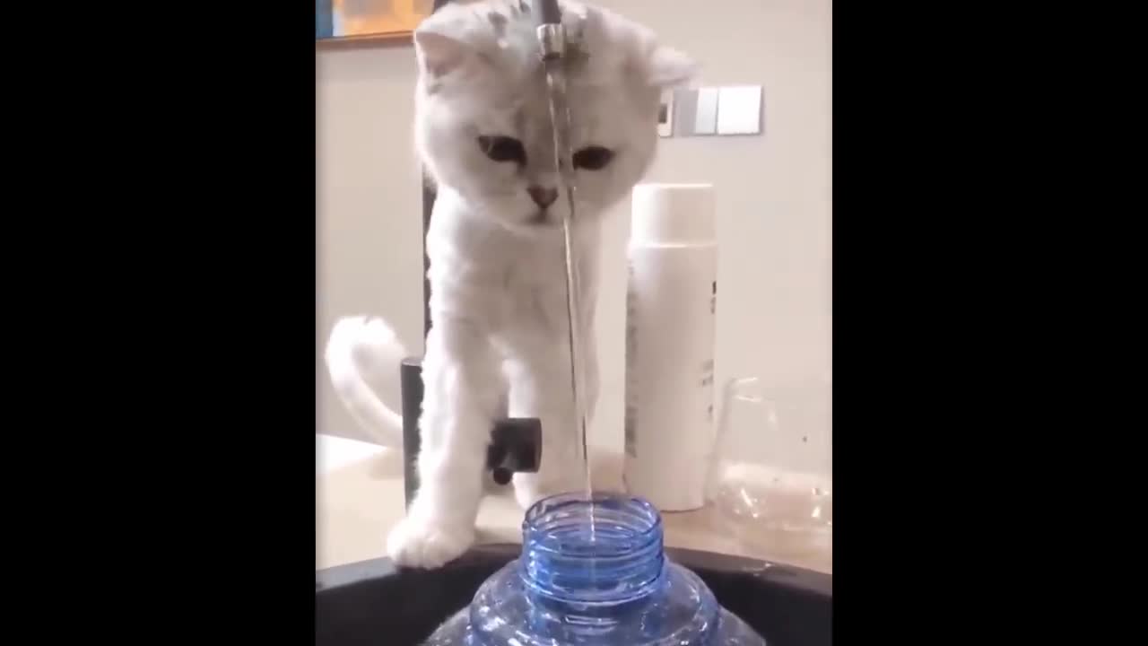 Funny cat accident..cute cat