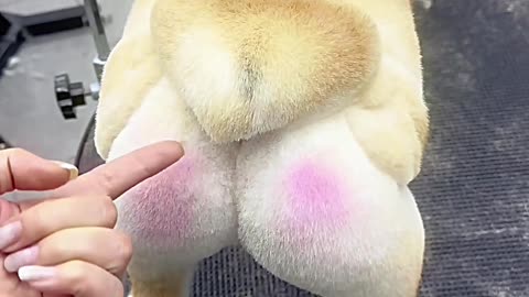 The puppy has a pink butt.