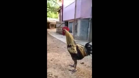 🚨 🚨 Rooster 🚨 🚨