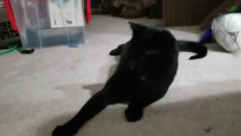 20240331 202853 Tux Swatting Bug Toy