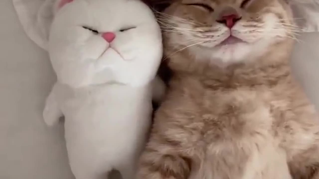 Sleeping 🐈 😴