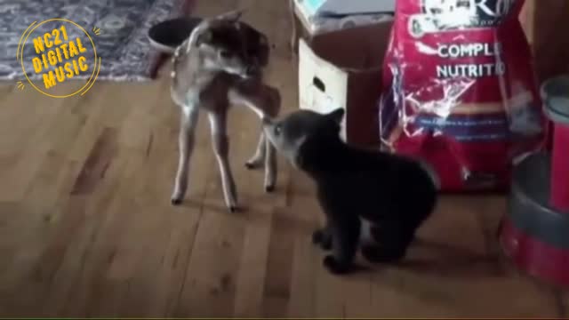 Funny videos of dogs, kittens and other animals 008