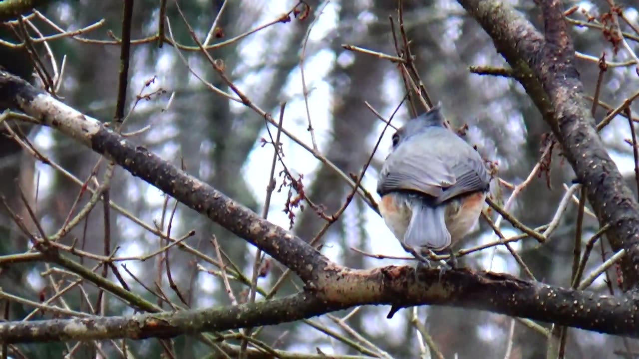 Tufted Titmouse