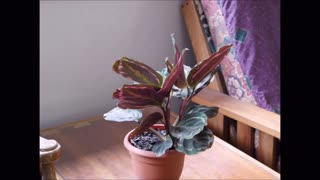 Beautiful To Watch Plant Leaves Time Lapse