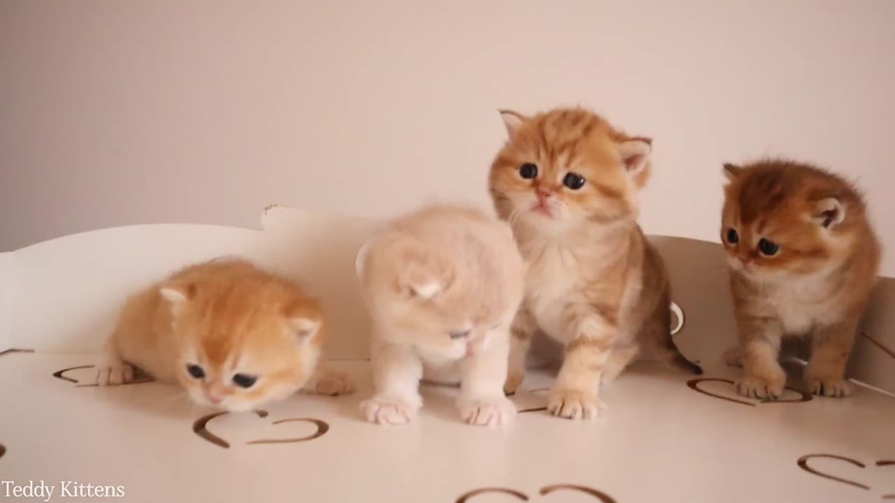 The cuteness meter broke after this video -