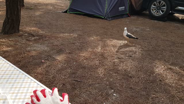 Seagulls who came to eat during camping