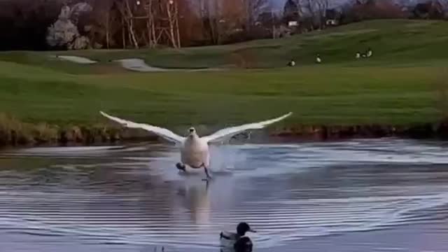 Interesting footage of a white swan landing on the water