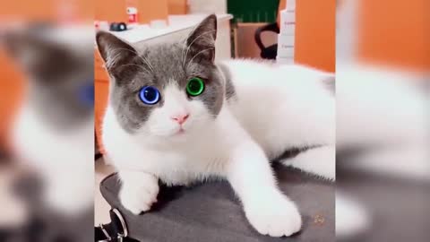Funny Cat Videos: Pets for rumble