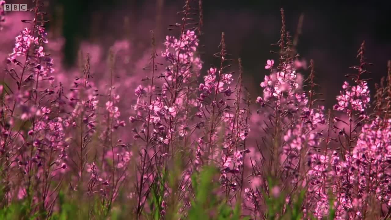 How the Collared Pika Prepares For Winter | Wild Alaska | BBC Earth