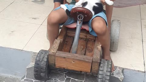 Little cat driving a toys car