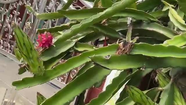 Fire dragon fruit tree