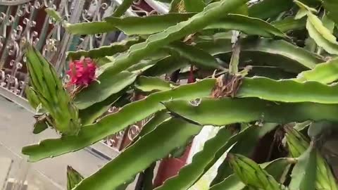 Fire dragon fruit tree