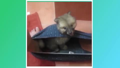 🤣 Vídeos engraçados de cães 🤣 Tente não rir 🐶🦴