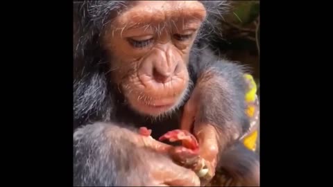 Funny Monkeys Videos (you're gonna cry!) :)