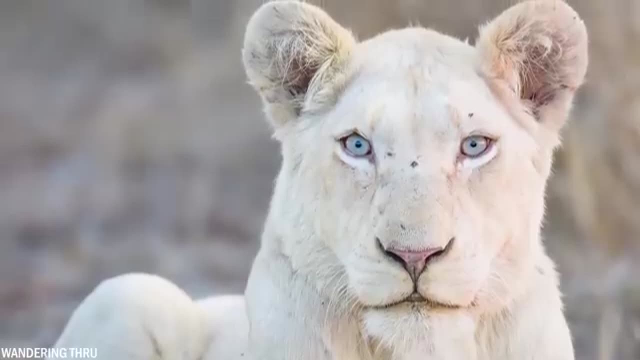 35 Albino Animals That Were Only Seen Once