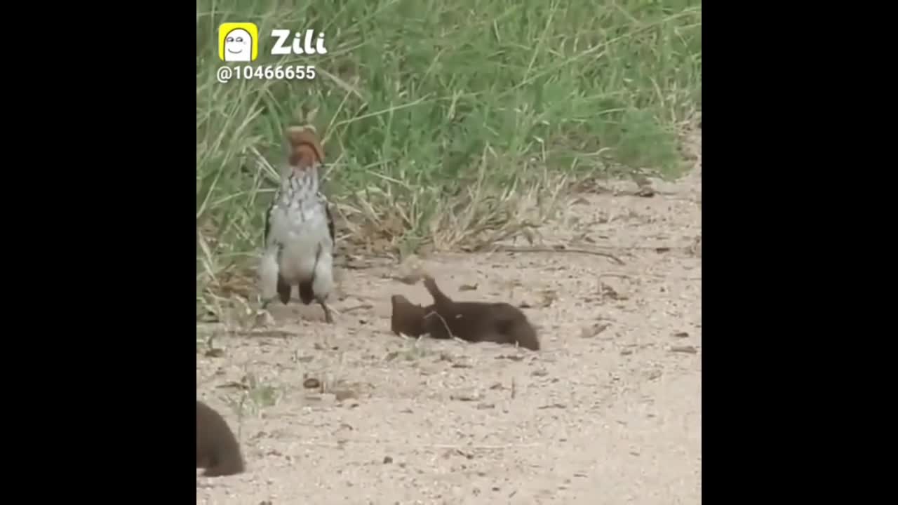 💫animal funny videos || 🤣zilli funny videos