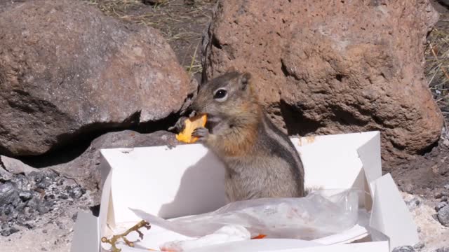 slow motion shot of a chipmunk eating trash