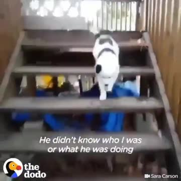 Dog obeyed very much more to come