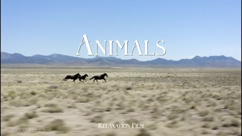 Animals video