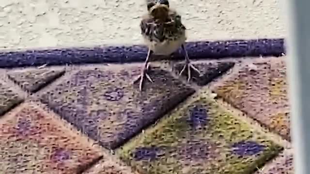 Funniest Animals