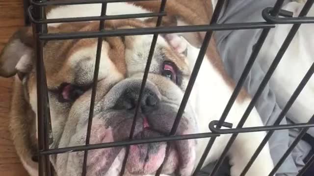 Bulldgo lays lazily in kennel