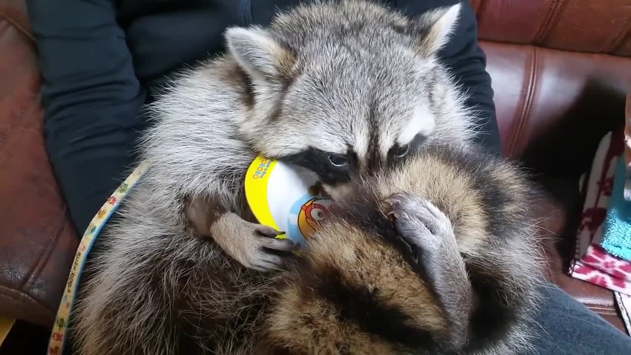 this the most pampered pet raccoon ever?