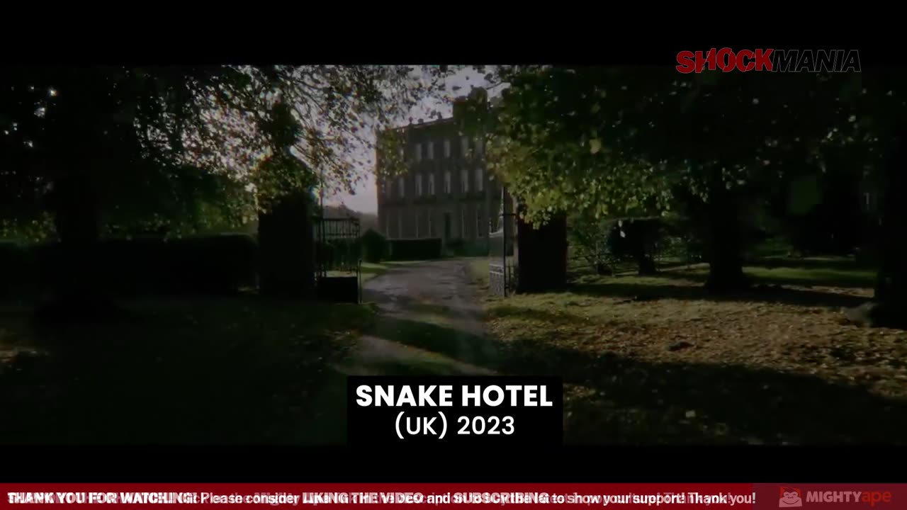 SNAKE HOTEL (REVIEW) A No-Budget British Snake Film That Will Have You Laughing and Crying!