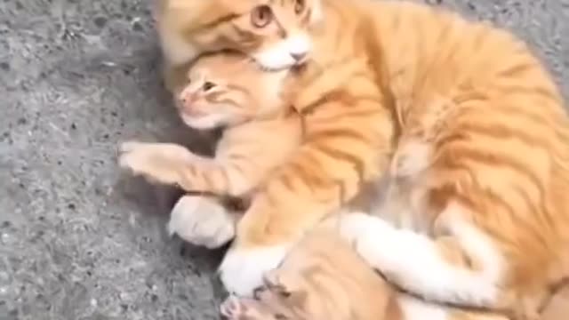 Cute Baby Cat Videos || Baby Cats - Cute and Funny Cat Videos Compilation || Funny Animal Videos