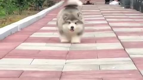 Cute Dog run outside with his own feel so happy