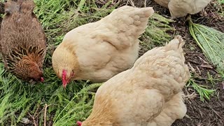 OMC! Pollitos - Pollitos durmiendo - Pollitos picoteando - Pollitos relajándose. #pollos #chickens