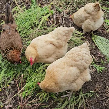OMC! Pollitos - Pollitos durmiendo - Pollitos picoteando - Pollitos relajándose. #pollos #chickens