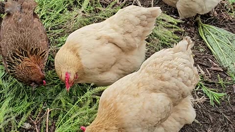 OMC! Pollitos - Pollitos durmiendo - Pollitos picoteando - Pollitos relajándose. #pollos #chickens