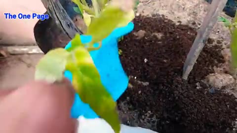 Making compost at home