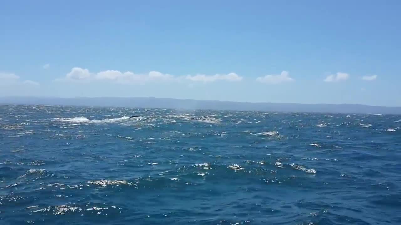 Humpback whales 23