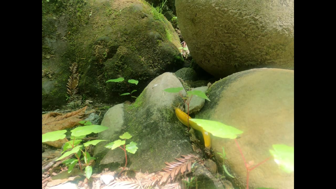 Banana Slug Going Home (with words)