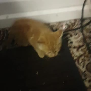 😻OMG Cute Fluffy Ginger Munchkin Kitten Being Attacked by Cat😻