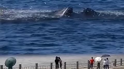 Gentle Giant Whale Catch Fish