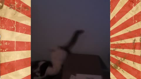 ULTIMATE|| Animal Compilation || Funny Fails || viral || comedy