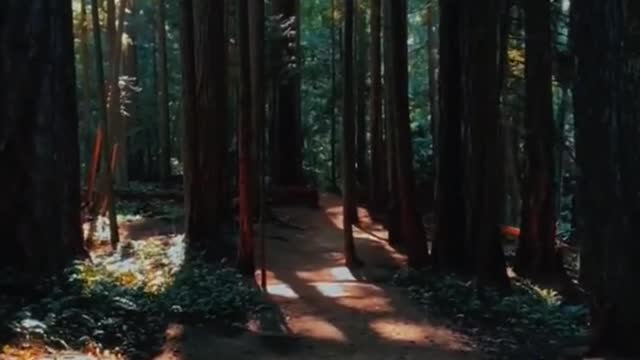 Kind of like the Twilight forest, don't you think?