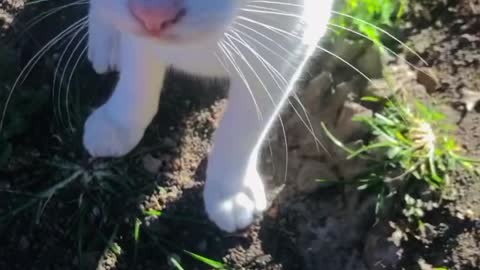 My cat loves to be outside