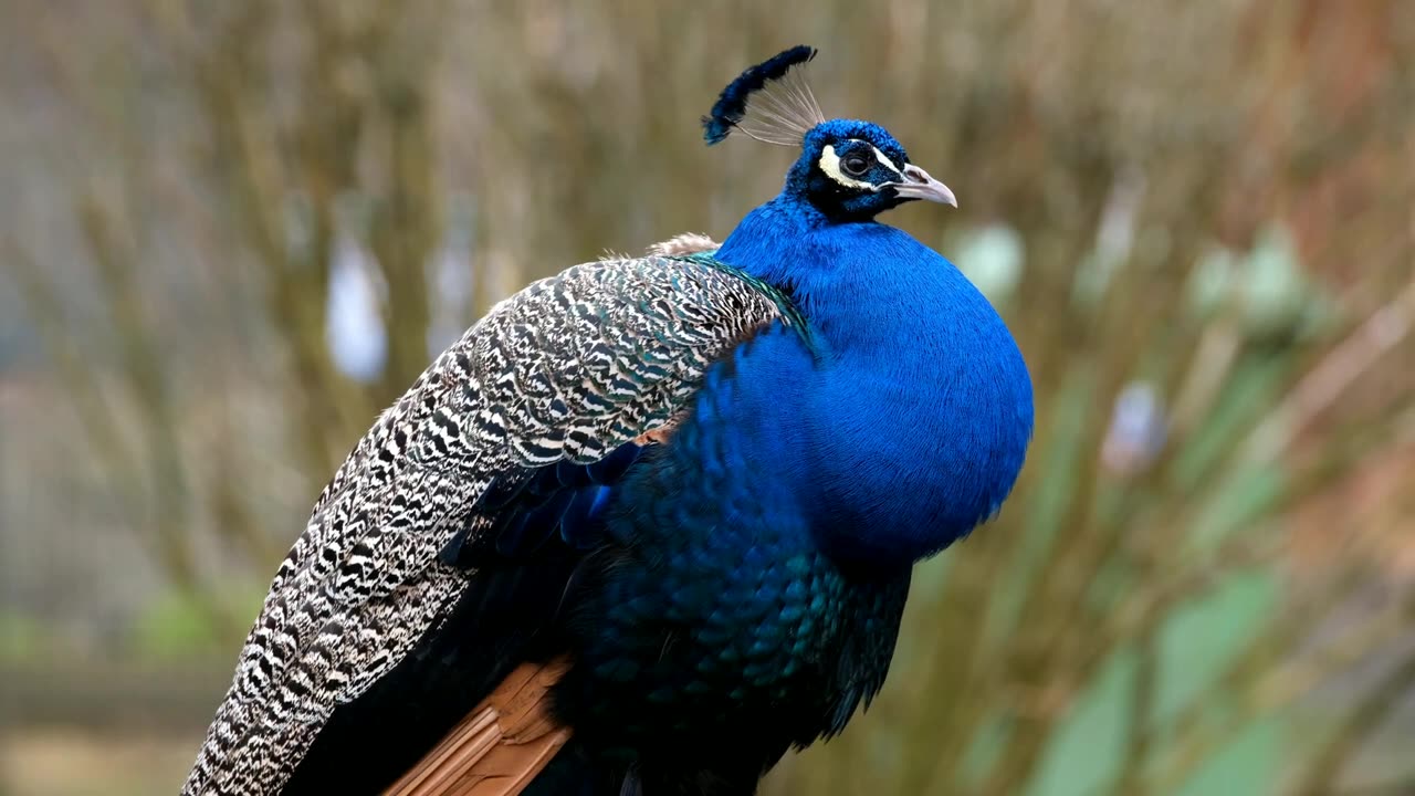 Beautiful peacock