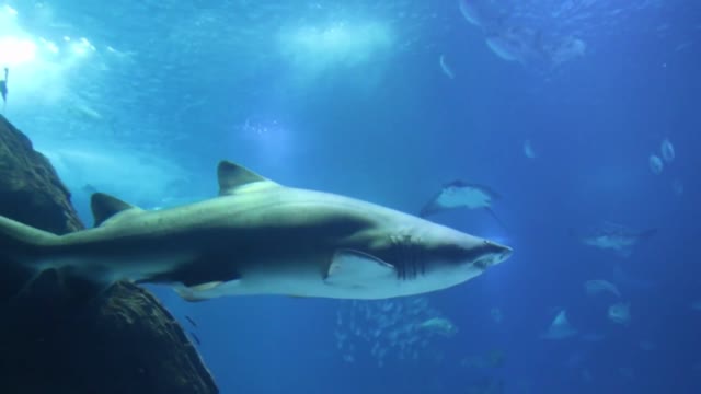 Underwater beauty: rays and sharks swimming around