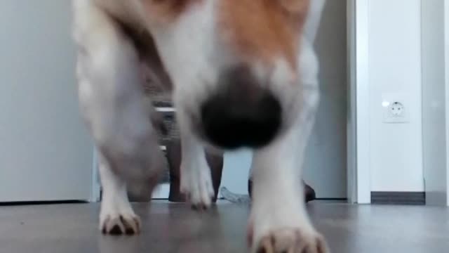 Jack Russell running for her treatment