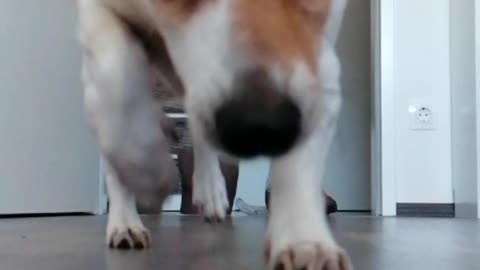 Jack Russell running for her treatment