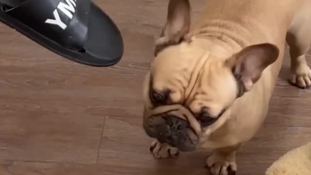 How to teach a Dog